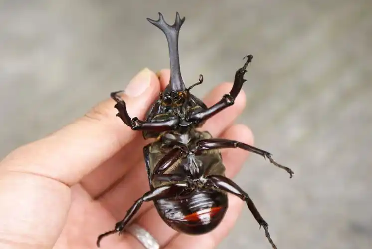 target="_blank" href="/item/天牛科">天牛科 /a>昆虫的总称, a