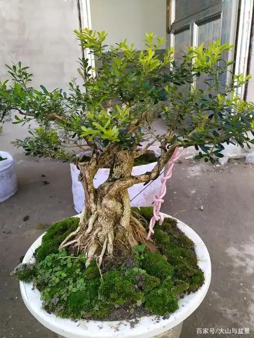 贵州野生黄杨盆景欣赏