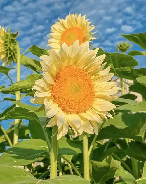 最漂亮的向日葵图片,向日葵治愈系背景图