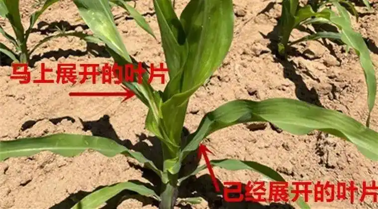 玉米这样做,高产有保障