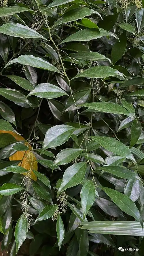 樟叶木防己(防己科 木防己属)