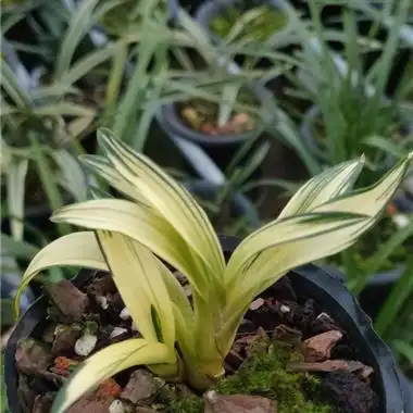 墨兰黄金达摩中透艺