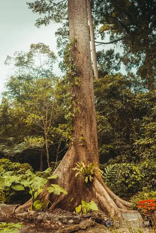 丛林里的一棵大树.自然雨林.热带雨林景观.马来西亚, 婆罗洲, 沙巴