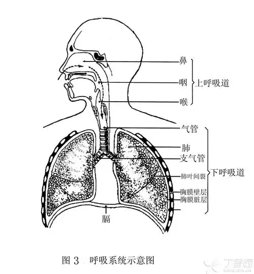 以环状软骨为界将呼吸道分为上呼吸道(鼻咽喉)和下呼吸道(气管及其