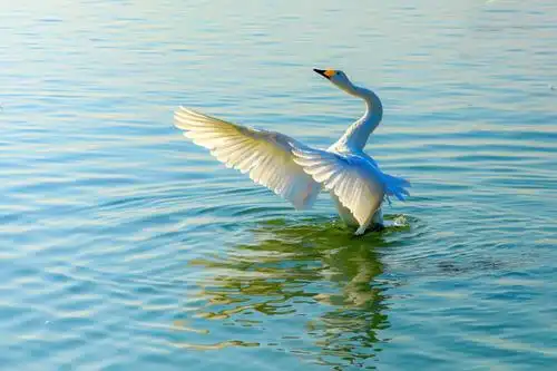 三门峡天鹅湖《飞翔的天鹅》