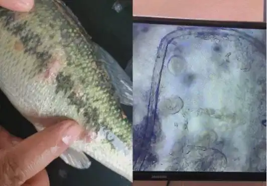 车轮虫有多厉害看到这里你就知道了