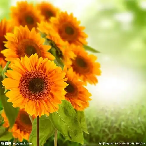 向日葵唯美图片摄影图__花草_生物世界_摄影图库_昵图网nipic.com