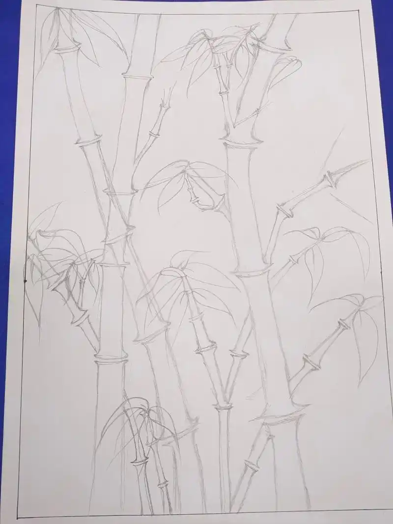 线描植物 竹子 盖竹柏影也,第一次画竹子,感觉不太适合这个