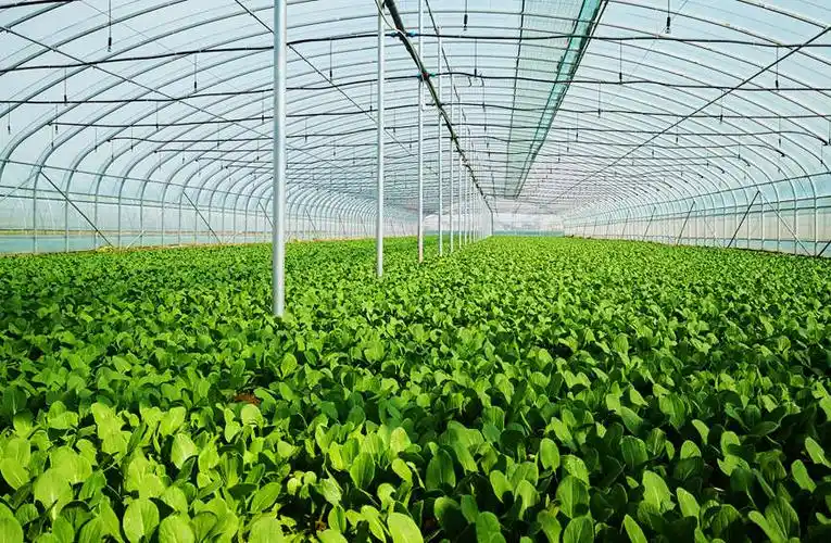 蔬菜大棚长势喜人.朱亚飞摄