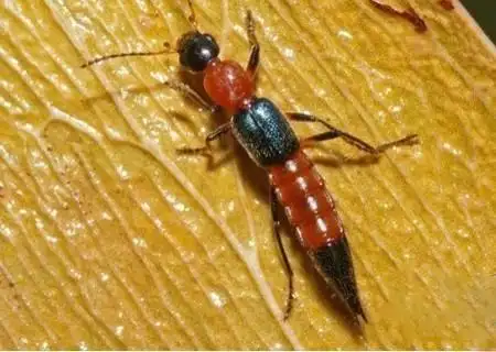 向左转| 向右转 又被称为"影子虫","青腰虫".