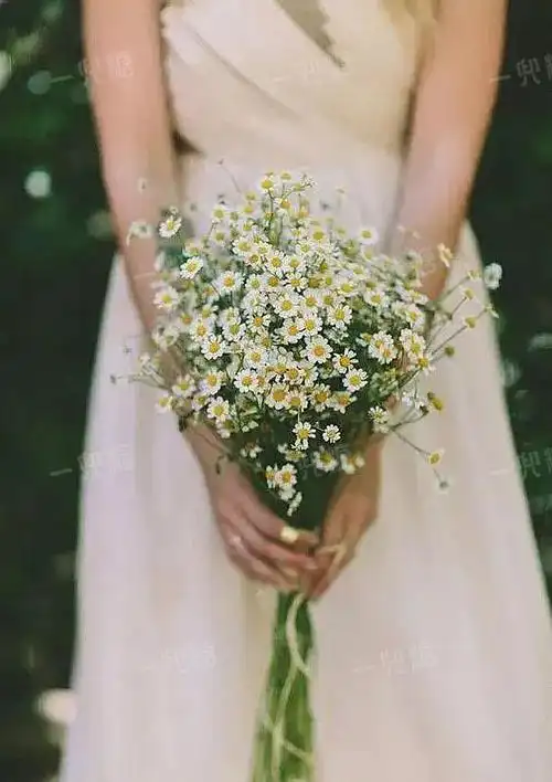 雏菊也是花艺师的心头爱,可以做新娘手捧,清新可人.