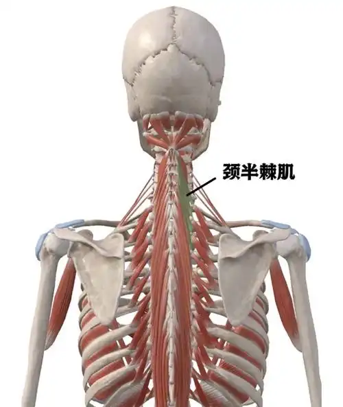 颈部深层肌肉,位于头半棘肌和胸半棘肌之间,头,颈夹肌之下,双侧对称