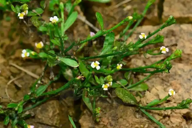 虾须草,见过吗?能利水消肿