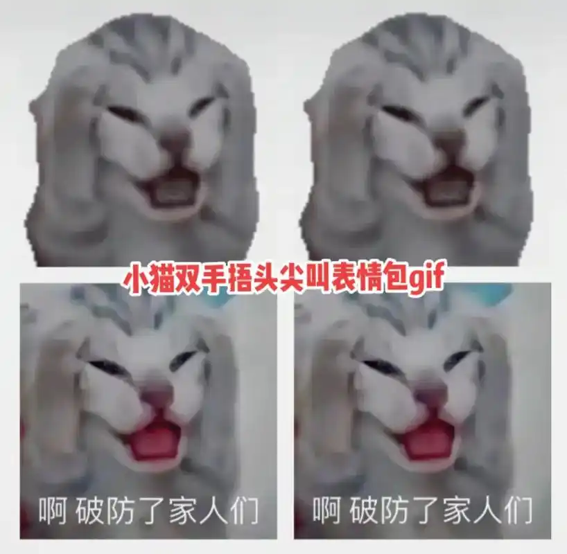 小猫双手捂脑袋尖叫表情包.