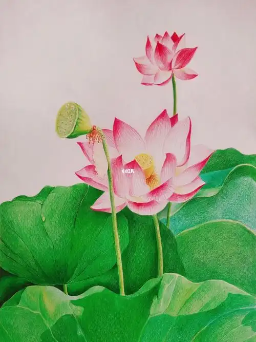 彩铅荷花