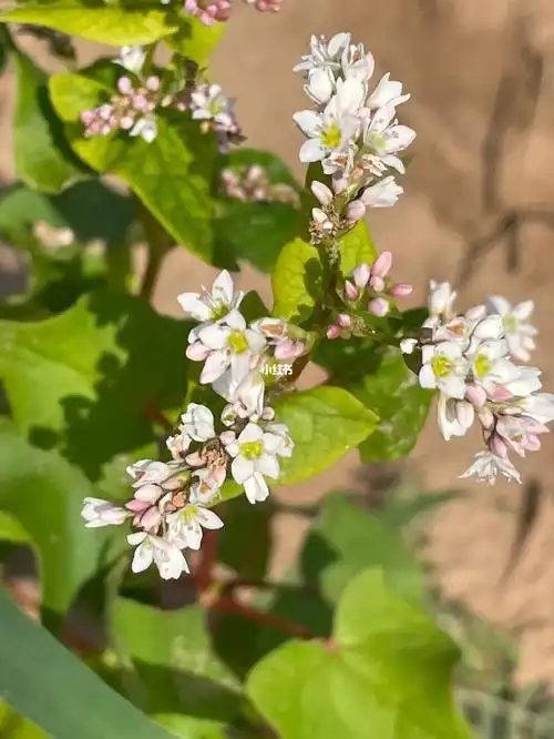 荞麦面吃多了 第一次看到荞麦花 喜欢它的花语 一分耕耘 一分收获 也