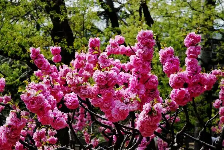 【享泡温泉】春游植物园,万花丛中过_什么时候去北京植物园最好 北京