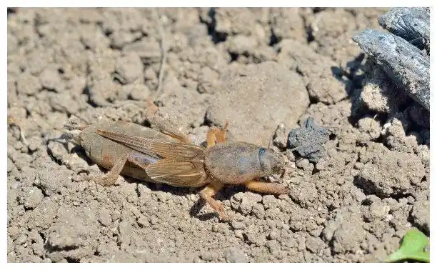 蝼蛄别名土狗子常在晚间出动开掘土能长距离飞行