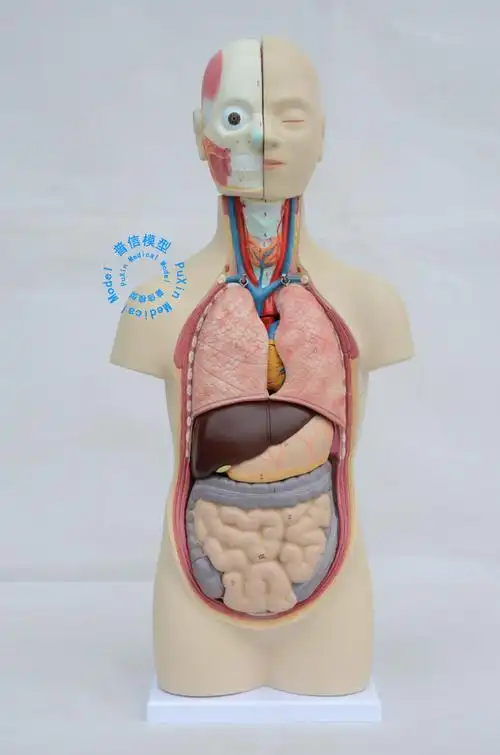 普信 人体解剖模型 人体躯干模型 内脏解剖 肝肠胃模型 医用教用