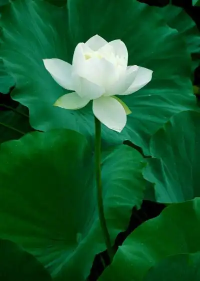 收集   点赞  评论  禅意莲花,清净无染,是意境也是心境.