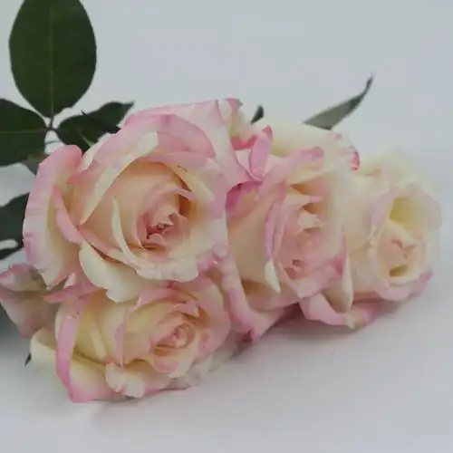 切花新品 霓裳 条纹月季大花扦插苗/多季勤花盆栽绿植/灌木月季