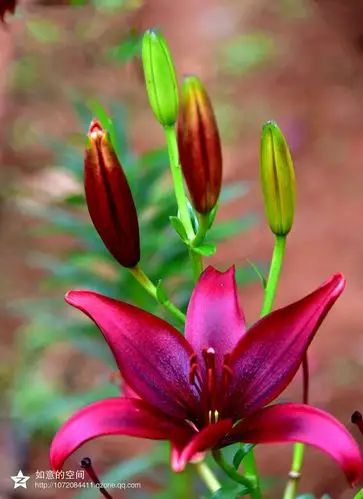 郴州植物园拍摄的百合花,百合花有很多品种,由于其外表高雅纯洁,百合