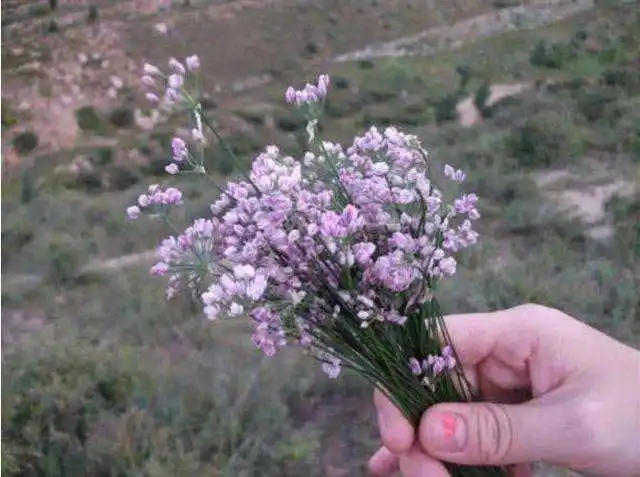 高台新坝特色山花烂漫羊胡花