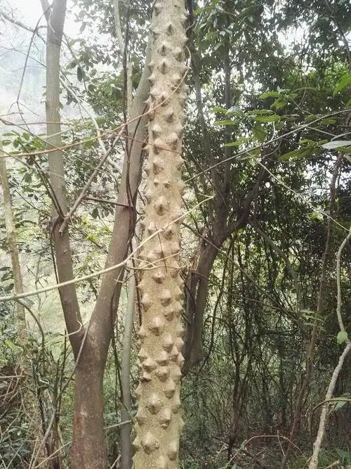 请问这是什么树? 有刺的,下面多刺,上面没有. 在线等,谢谢!