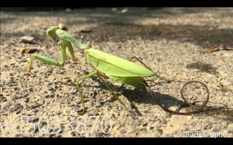 人体如果被铁线虫寄生了会怎样