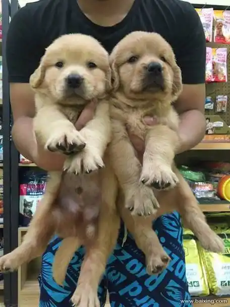 金毛公母区别,金毛公母区别图片,小金毛如何分公母?