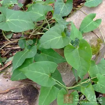 夜交藤的性味归经