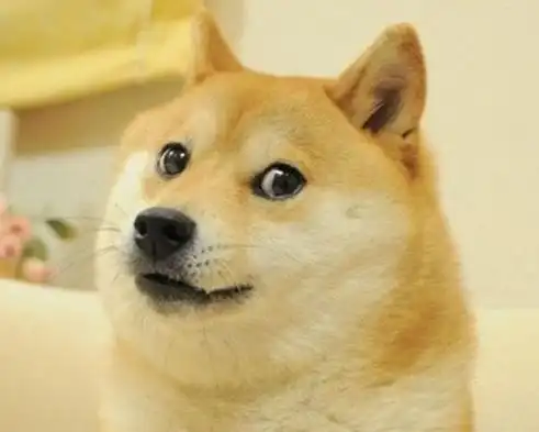 著名dog表情包柴狗去世#火遍全球的著名dog表情包原型柴犬かぼちゃん