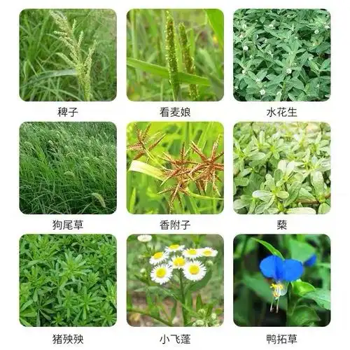 草甘膦除草烂根剂杂草除草剂滴酸草甘膦除草神剂甘草磷禾当家5kg1桶