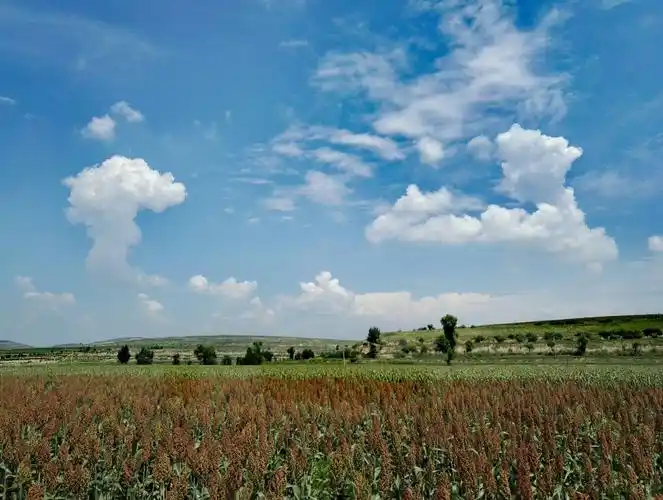 八月北方大地呈现出勃勃生机,蓝天白云,红高梁,油菜花开,谷子香,看到