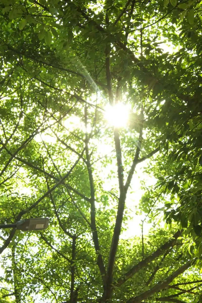 会有人喜欢盯着大树看很久很久么?  看阳光透过树梢跌落到绿叶 - 抖音