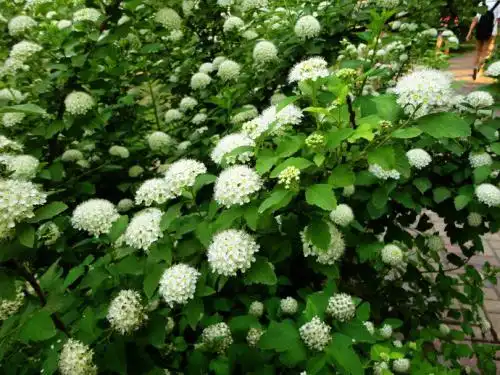 嫩叶金黄色,花期6月,初秋果实变红,生长强健.