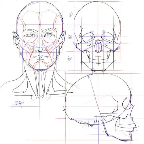绘画练习:手绘头部的比例关系