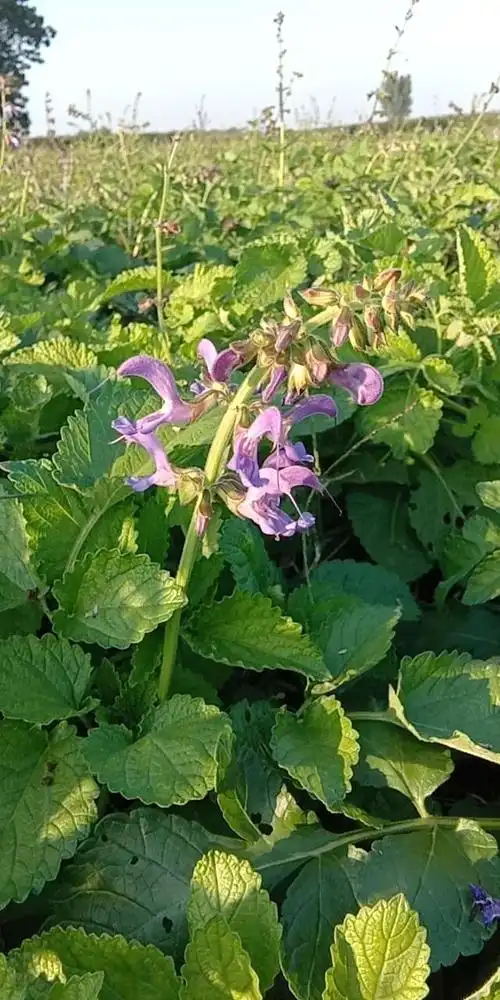 丹参——成长伴随希望