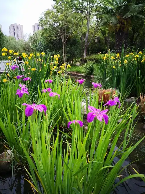 多姿多彩菖蒲花