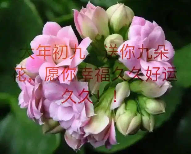 大年初九,送你九朵花,愿你幸福久久好运久久!