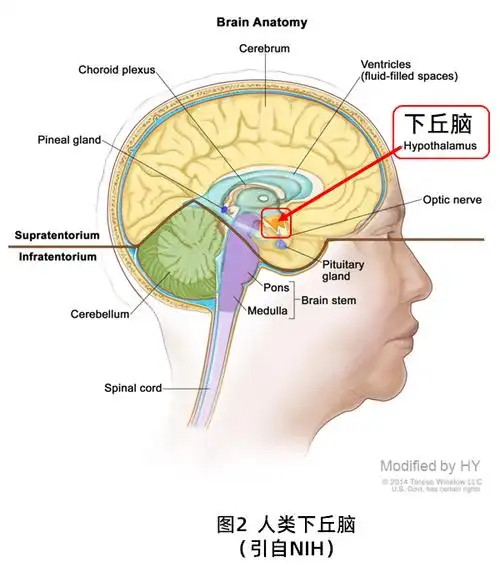 长非编码rna在下丘脑中抗衰老的机制