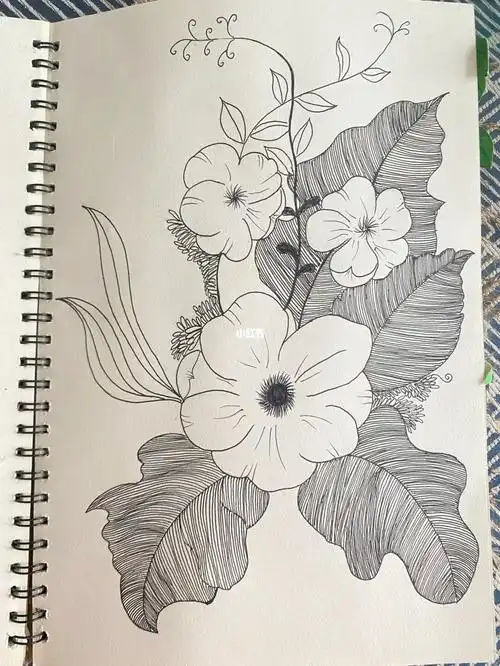 简单好看的线描画零基础学画画