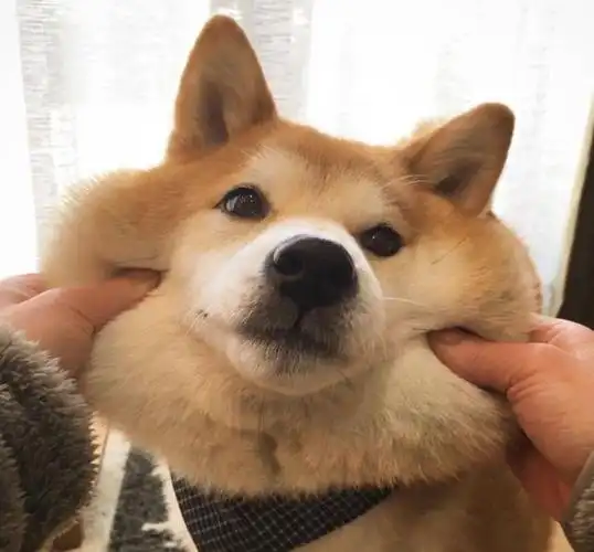 当主人摸狗狗头时,它们在想什么呢?