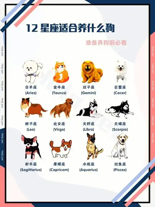 12星座适合养什么狗60新手养狗60星座性格60