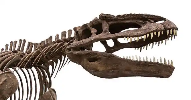 恐龙,化石,隔绝