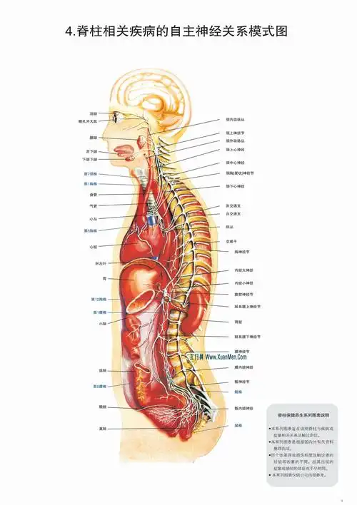 脊柱图解整脊疗法高清