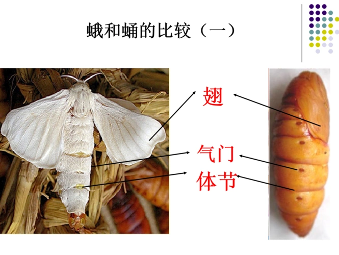 三下科学2.5茧中钻出了蚕蛾