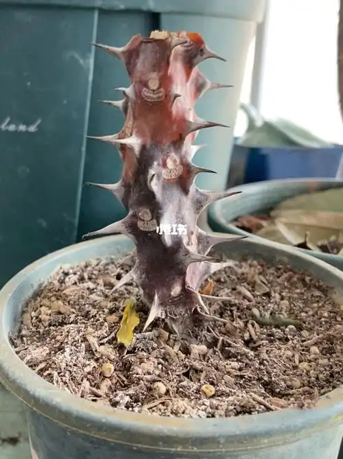 虎刺梅扦插成果