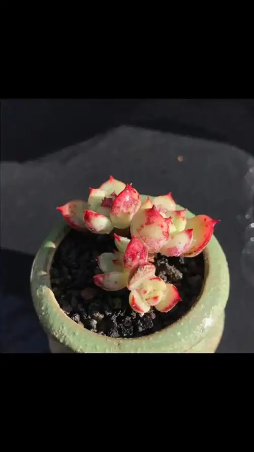 精品多肉 多肉控 三文鱼