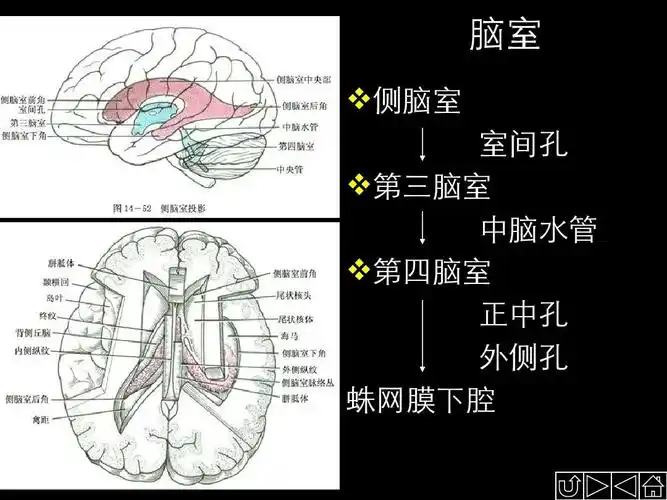 脑室 侧脑室 室间孔 第三脑室 中脑水管 第四脑室 正中孔 外侧孔 蛛网